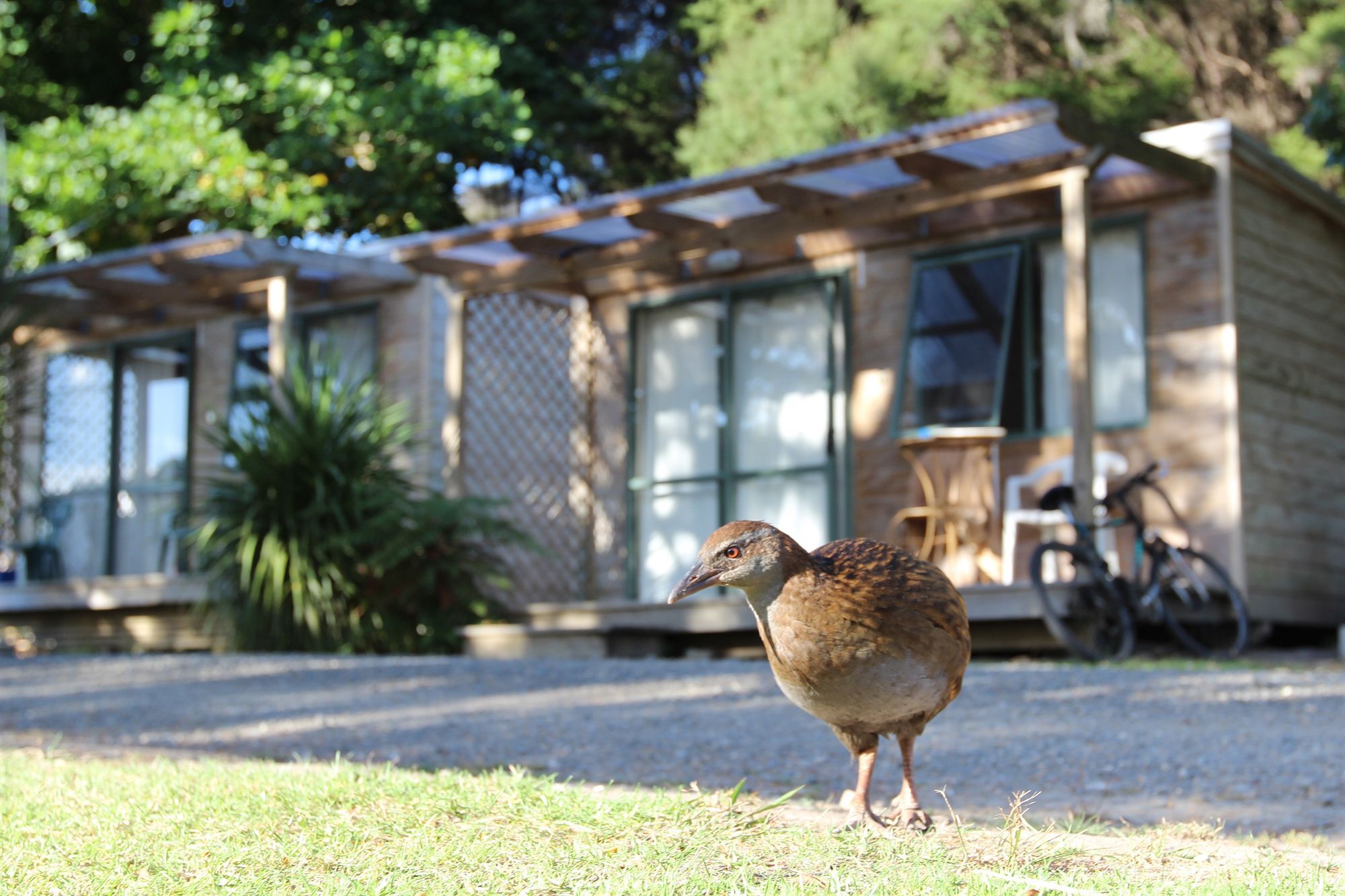 Russell-Orongo Bay Holiday Park מראה חיצוני תמונה